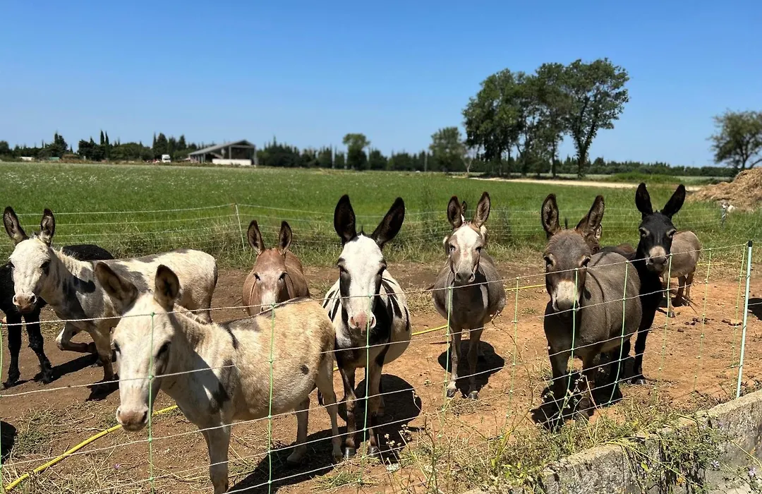 Gîte à la ferme avec Piscine-1