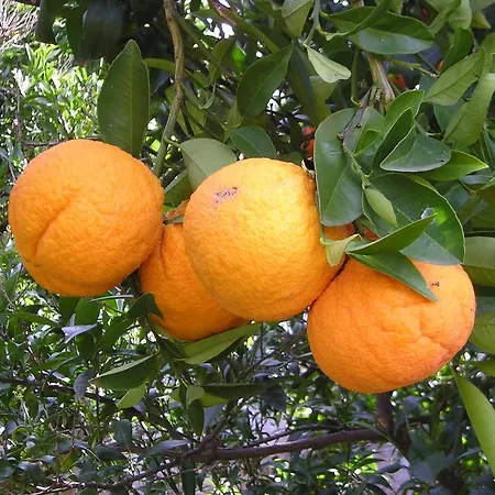 Masseria Gianecchia-3