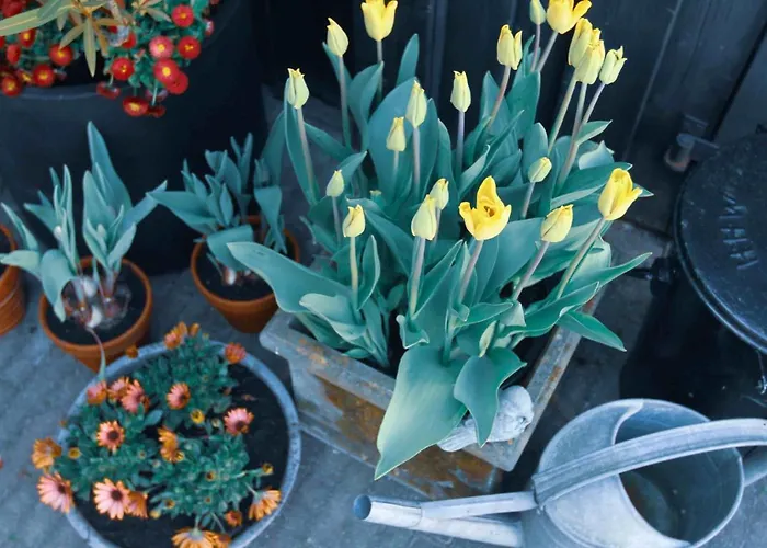 Tulpenhuys
