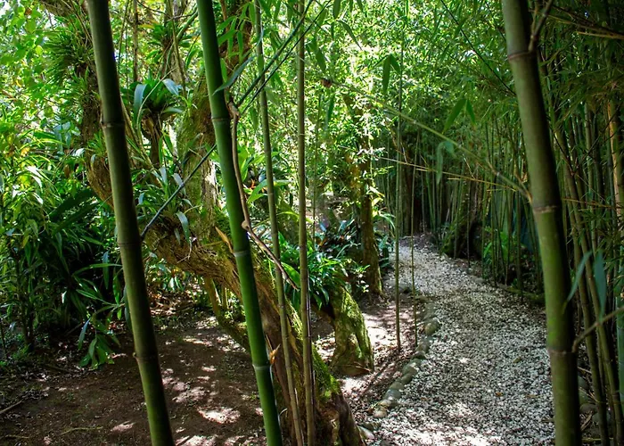 Cheap hotel: Hotel Holistico Monteverde
