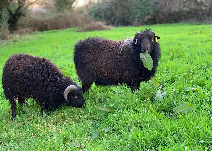 A Unique & Tranquil Smallholding Retreat