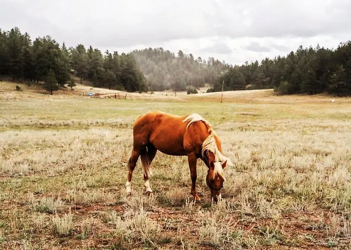 New! Charming Cozy Cabin Colorado National Forest