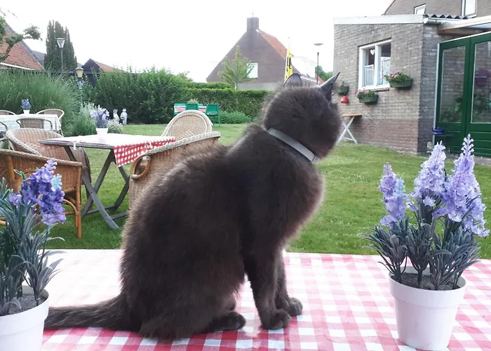 Chalets op Minicamping Dorpszicht