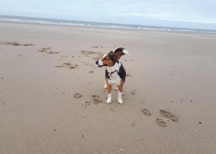 Chalets op Minicamping Dorpszicht