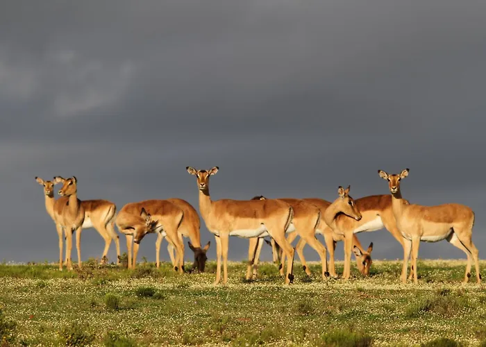 Indalu Game Reserve