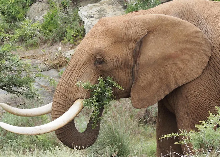 Indalu Game Reserve