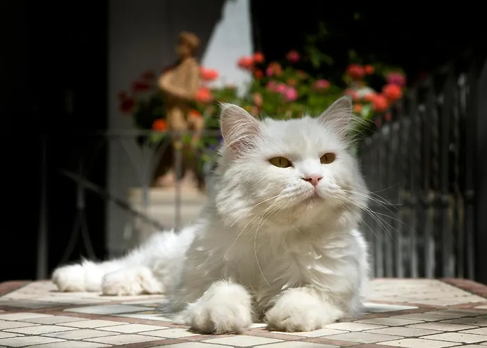 Hotel adatto agli animali: Albergo Gatto Bianco