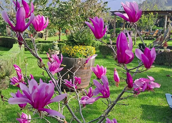 Granny'S Farm