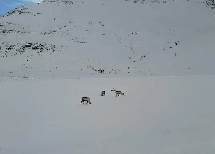 Lodge Borgarbrekka In Lon South East Of Iceland - Birta Rentals