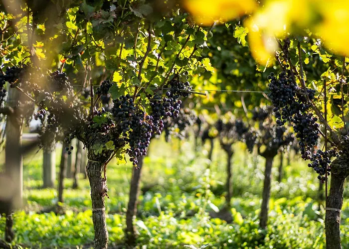 Agriturismo Albafiorita