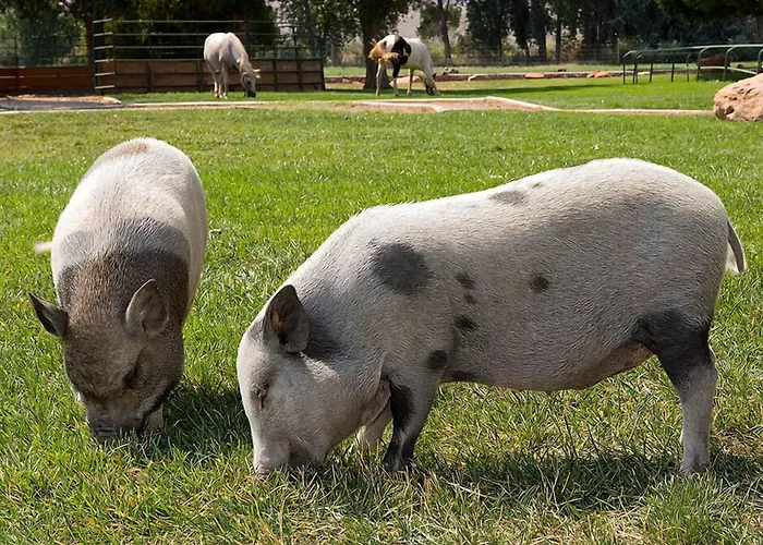 Sorrel River Ranch Resort & Spa