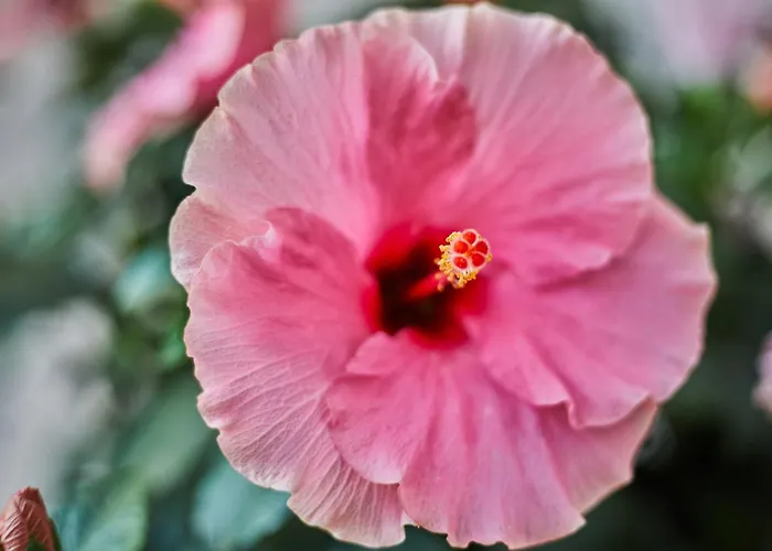 Hotel que admite mascotas: Mon Boutique Hotel