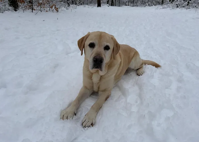 Het Veluwse Boshuisje Hond welkom in Hoenderloo