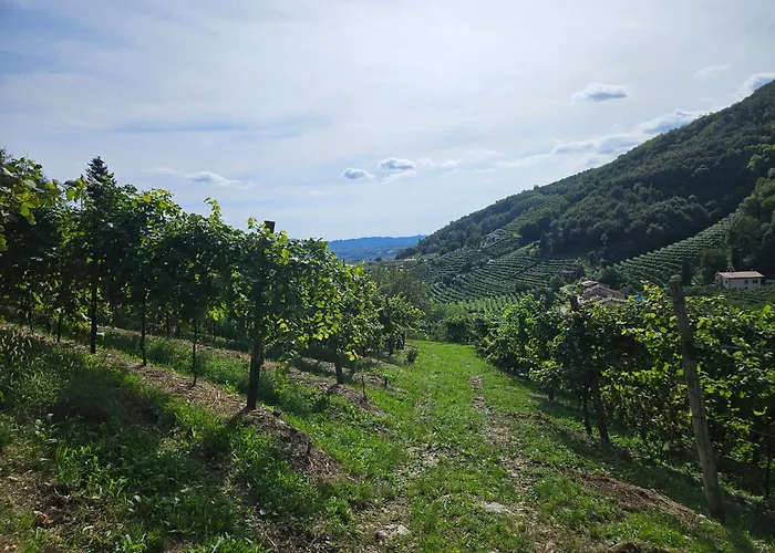 Le Zitelle Di Ron