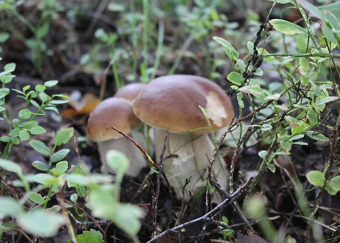 Tervalepikon Torpat